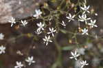 Michaux's saxifrage